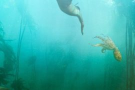دانلود فیلم معلم من عشق من   My Octopus Teacher